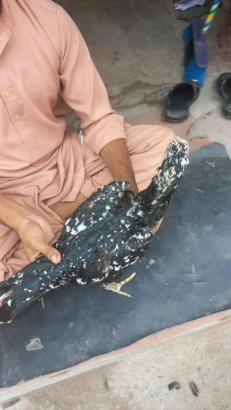 nawab walaiti aseel madi — photo 6