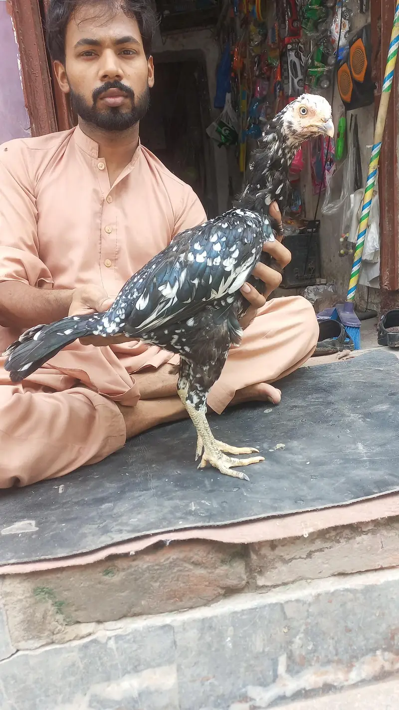 nawab walaiti aseel madi — photo 7