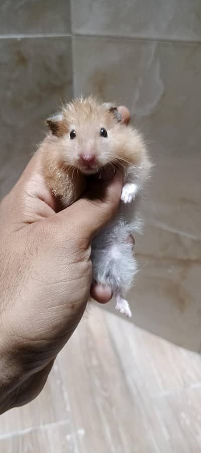 Syrian hamster
