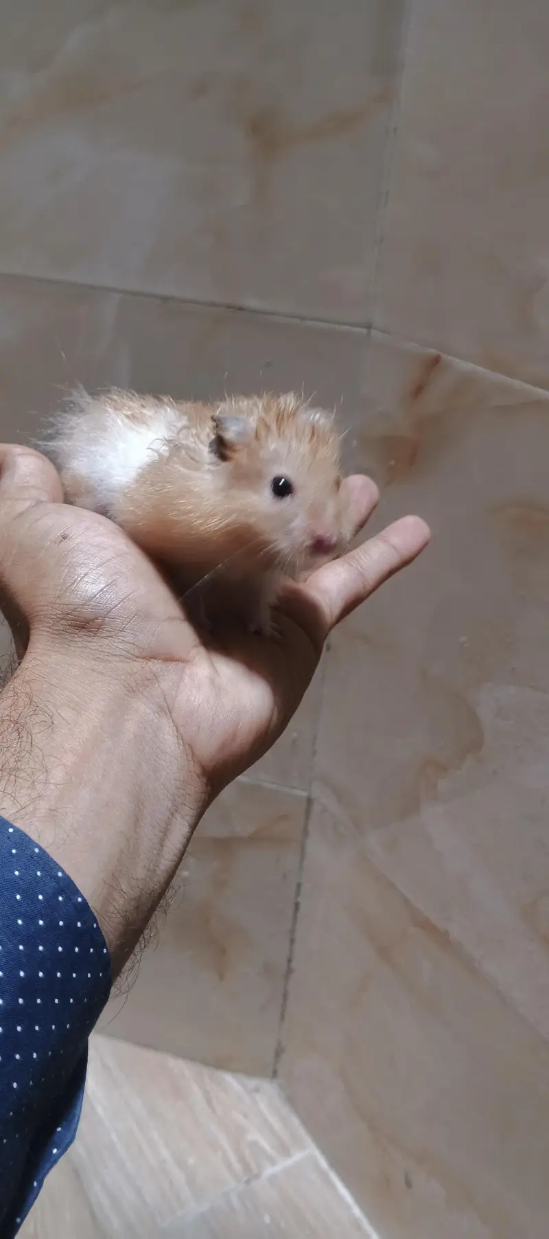 Syrian hamster — photo 2