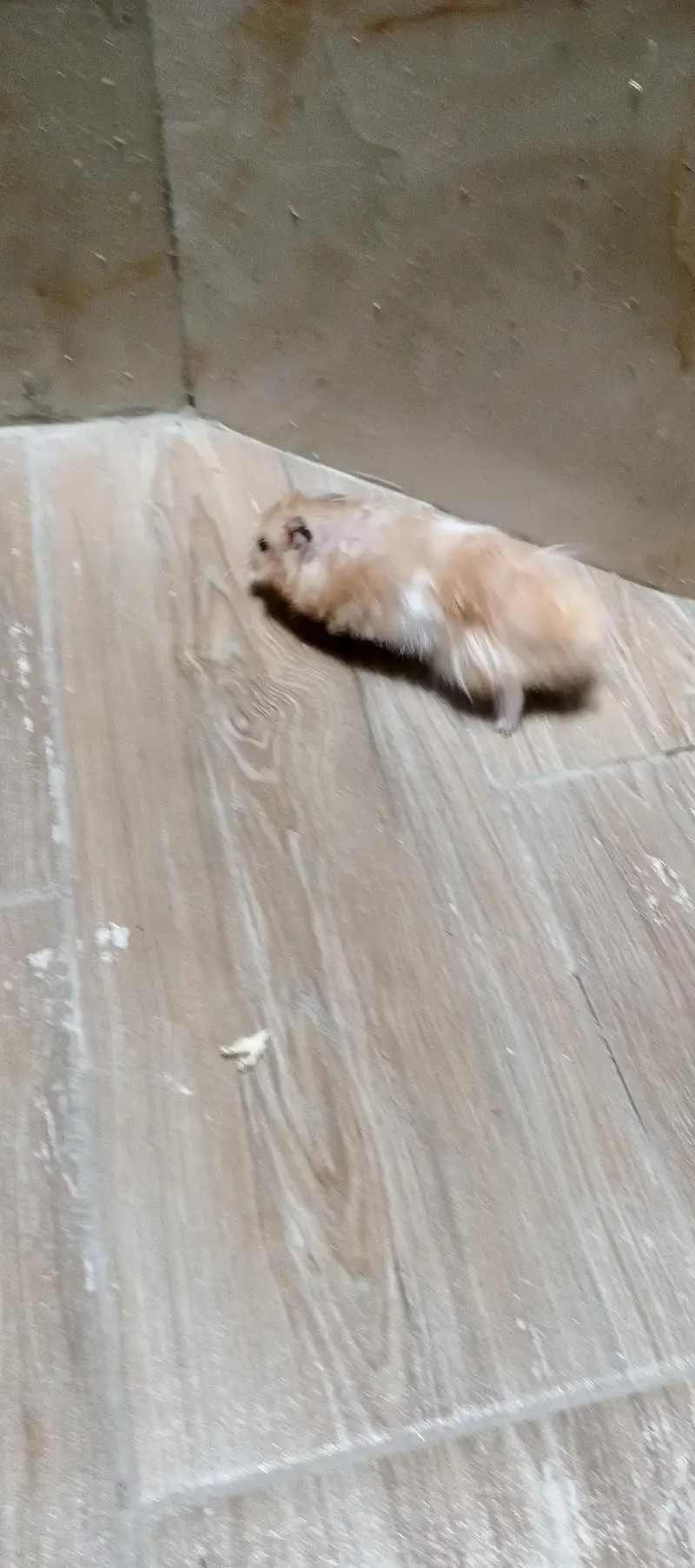 Syrian hamster — photo 3