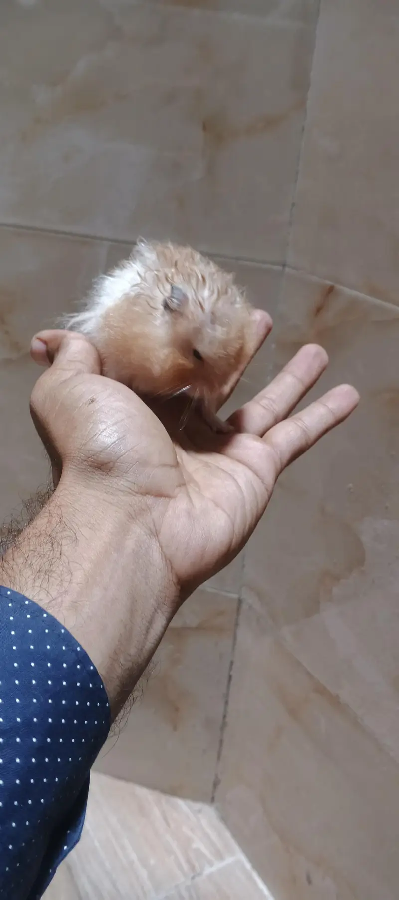 Syrian hamster — photo 4
