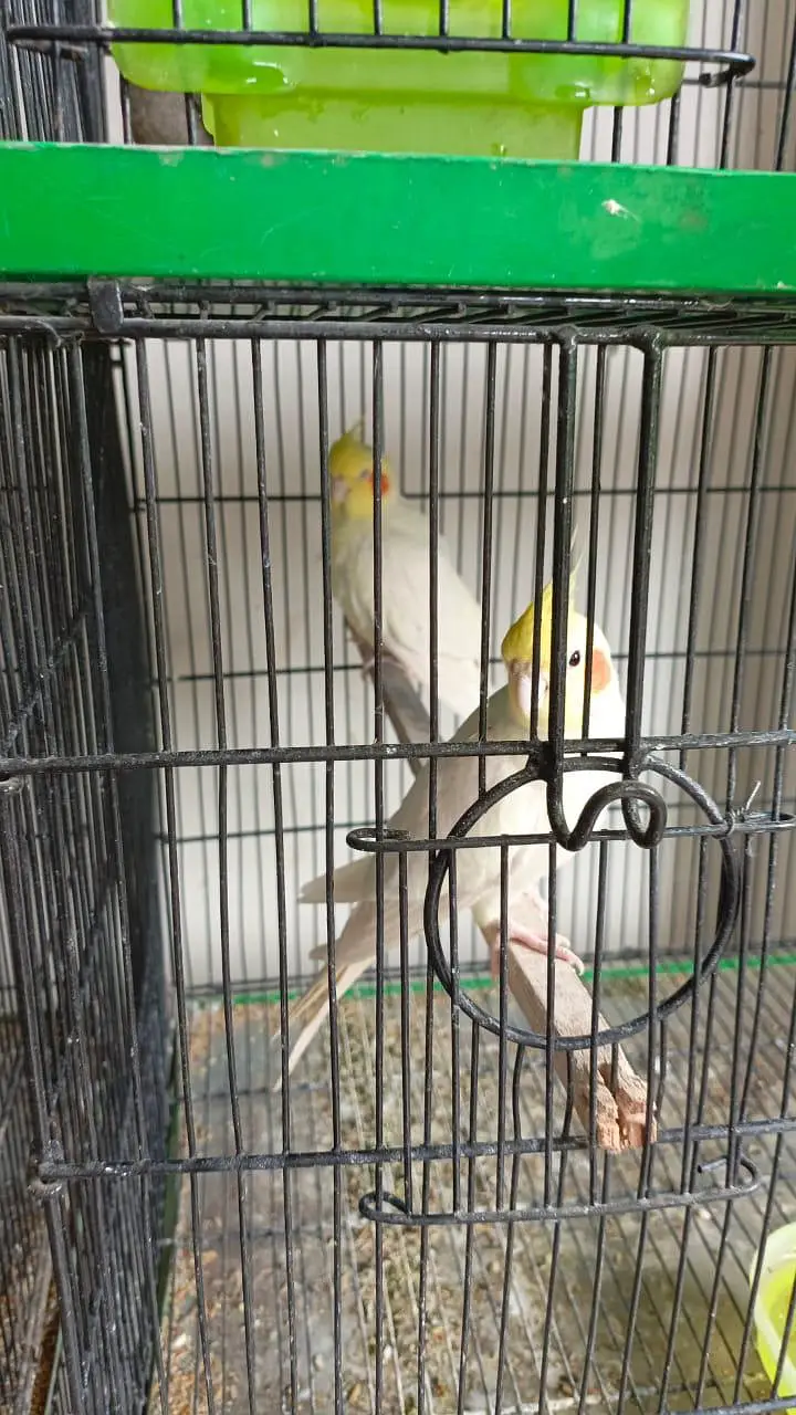 Bird cages ( Cocktail birds available) — photo 7
