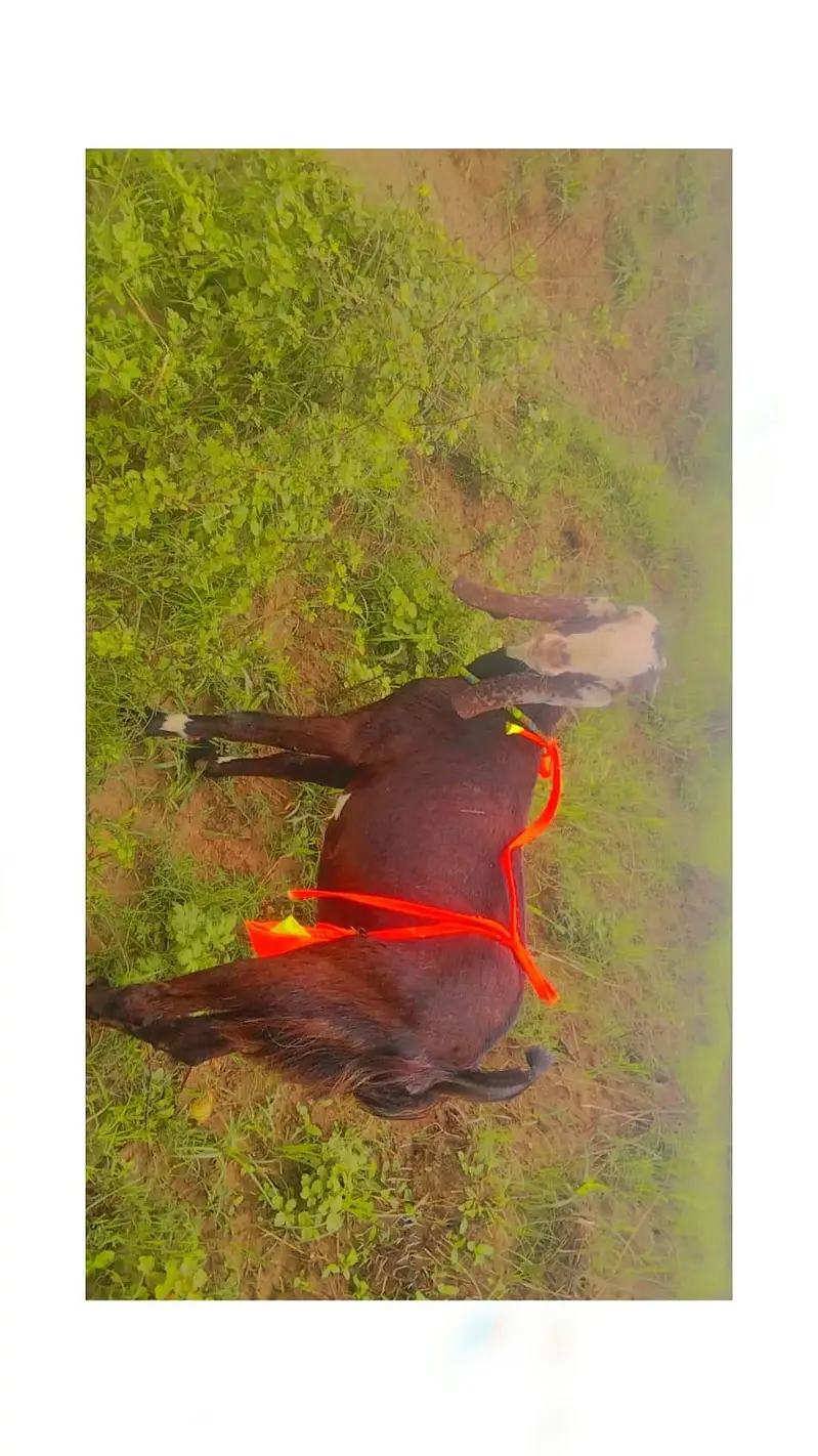 2.5 month ki Gaban bakri betal achi nasal — photo 2