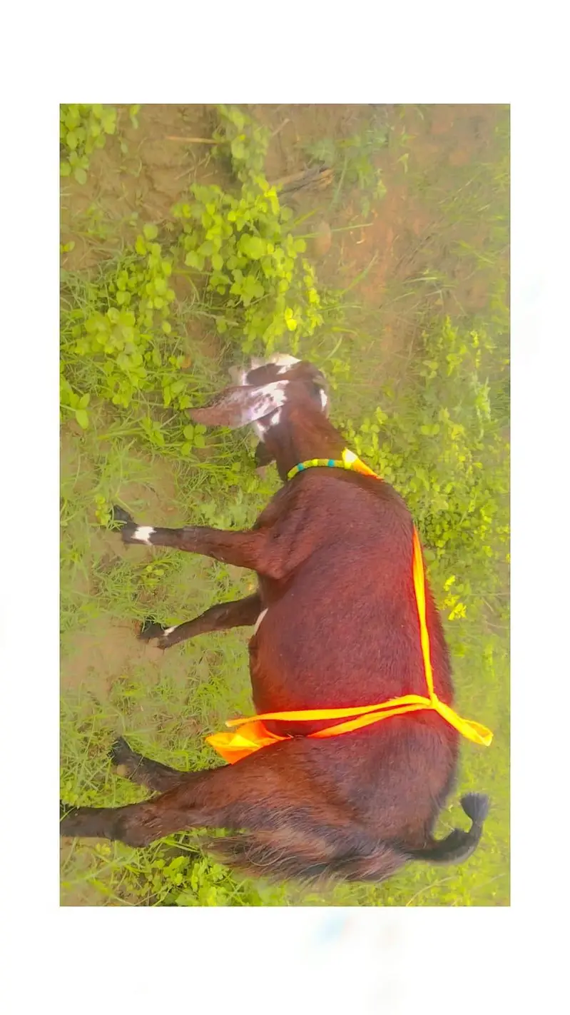 2.5 month ki Gaban bakri betal achi nasal — photo 3