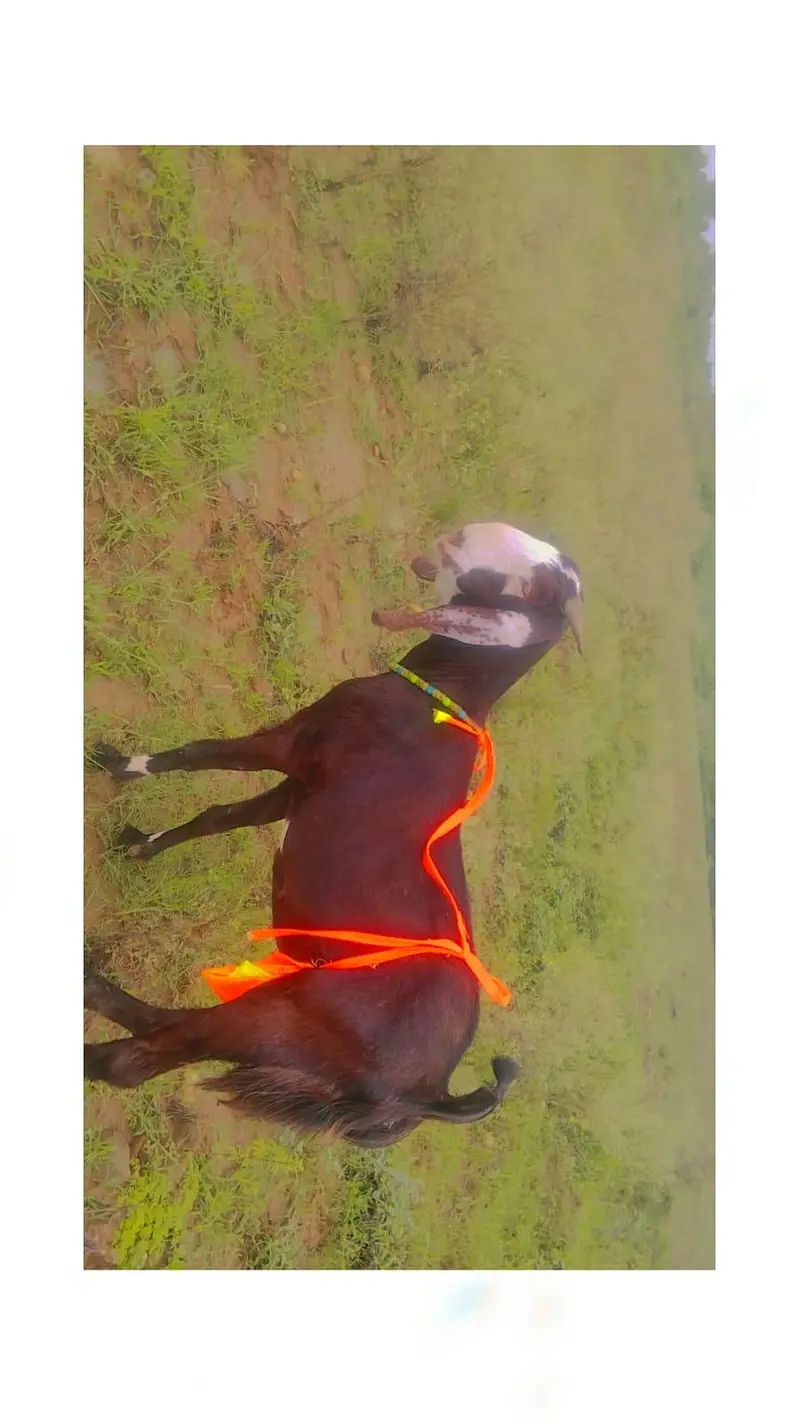 2.5 month ki Gaban bakri betal achi nasal — photo 4