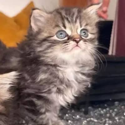 Persian kittan male cat