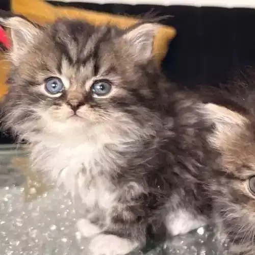 Persian kittan male cat — photo 2