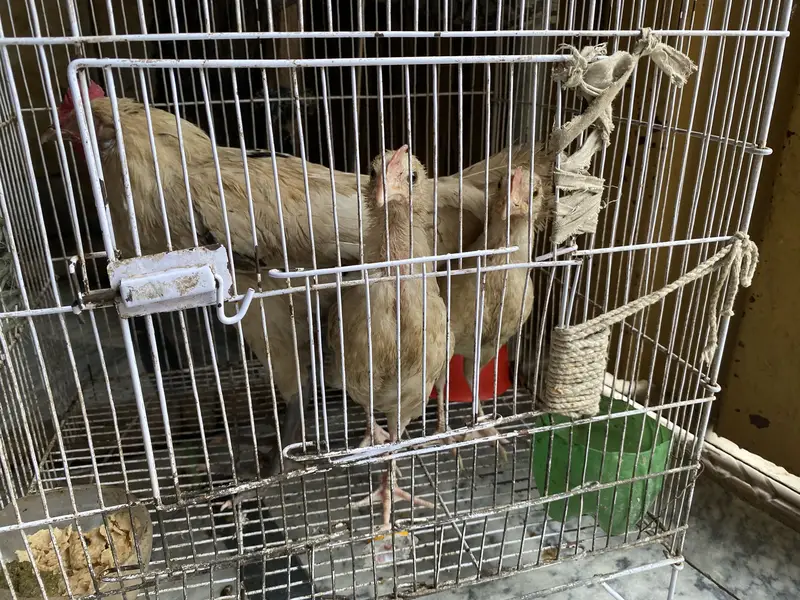 Dase hen — photo 2