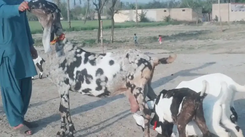 3 bacchon wali bakri for sale call me+03233005470 — photo 2