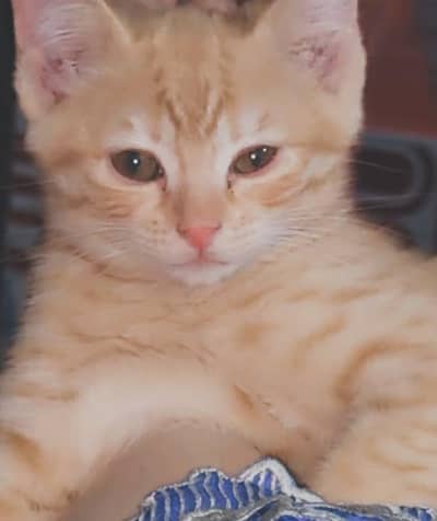 Persian Male Cat