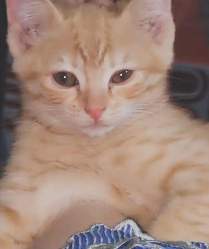 Persian Male Cat