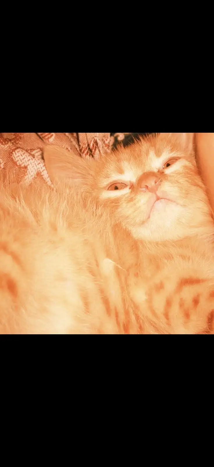 Persian Male Cat — photo 2