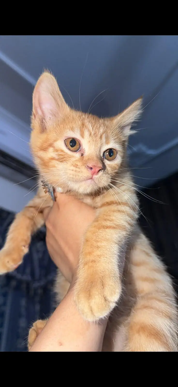 Persian Male Cat — photo 4