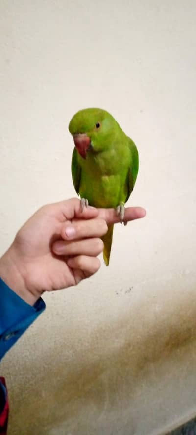 Green ringneck parrots pair available