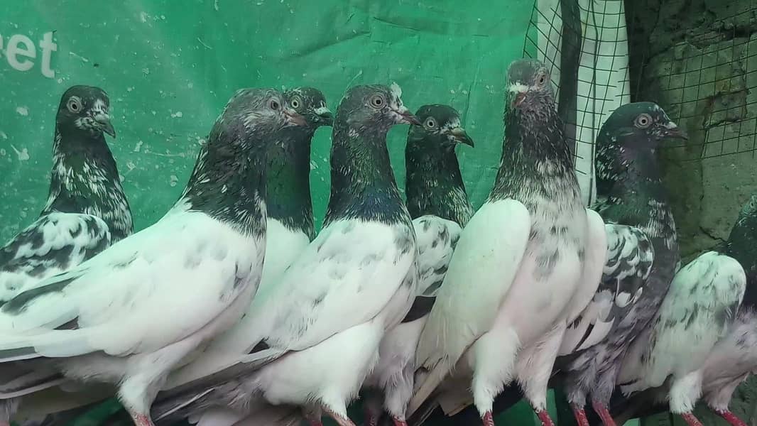 اچھی پرواز اور واپسی والے پٹھیاں پٹھے 0