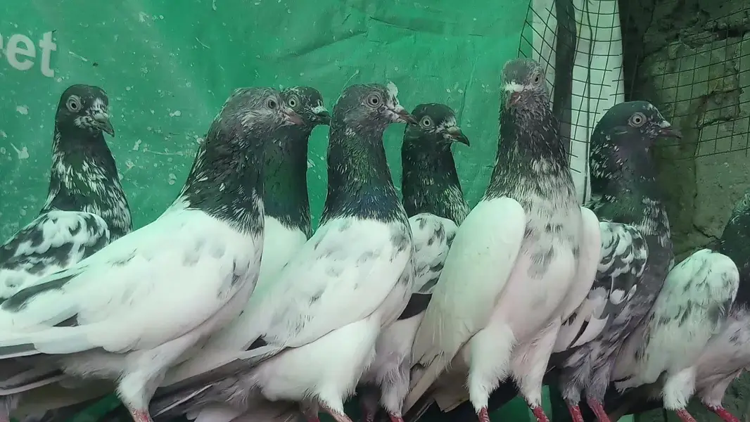 اچھی پرواز اور واپسی والے پٹھیاں پٹھے