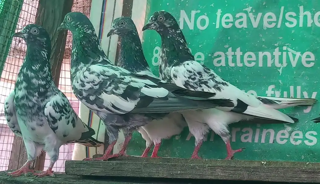 اچھی پرواز اور واپسی والے پٹھیاں پٹھے — photo 2