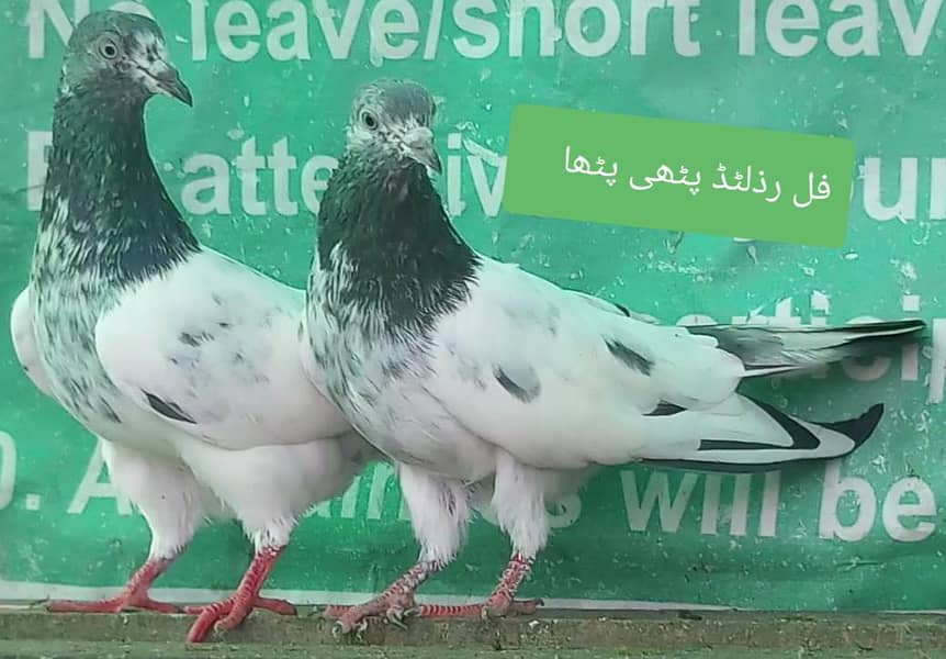 اچھی پرواز اور واپسی والے پٹھیاں پٹھے 2