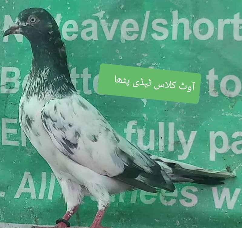 اچھی پرواز اور واپسی والے پٹھیاں پٹھے 4