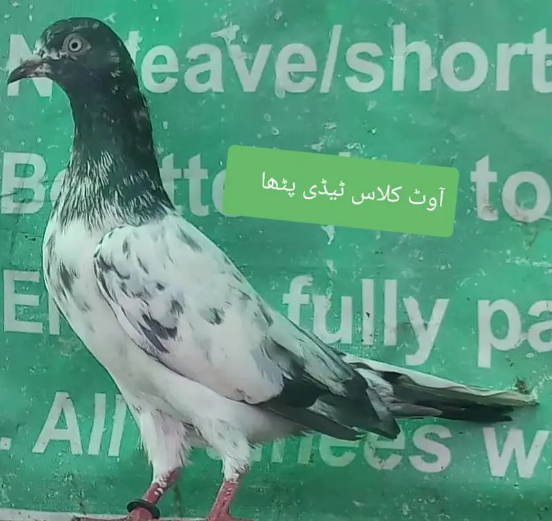 اچھی پرواز اور واپسی والے پٹھیاں پٹھے — photo 5