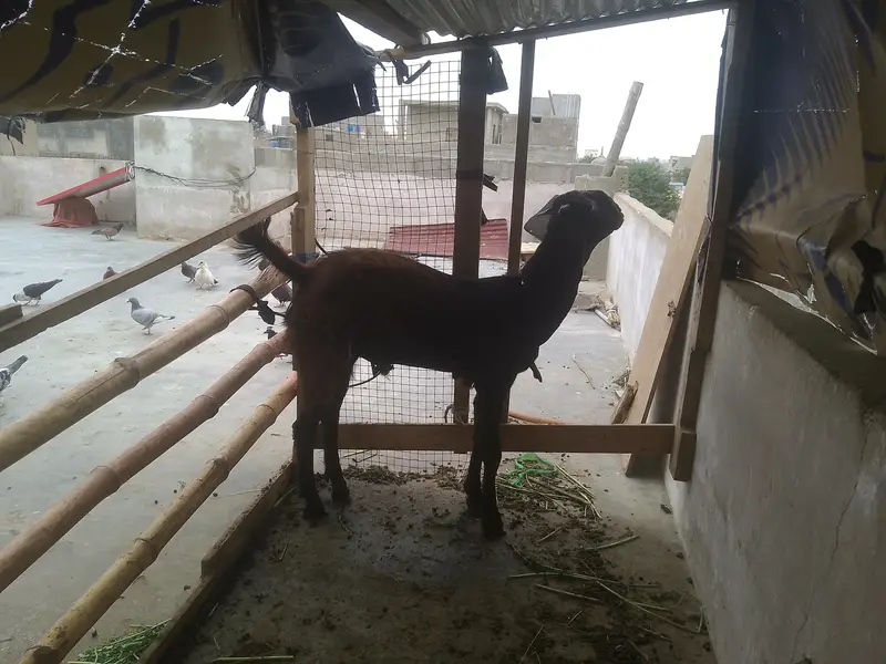 2bakre hai bital nasal ke wat03701653023 — photo 2