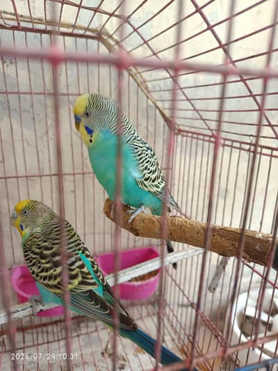 Rare color budgies top quality, black wings, urgent sale
