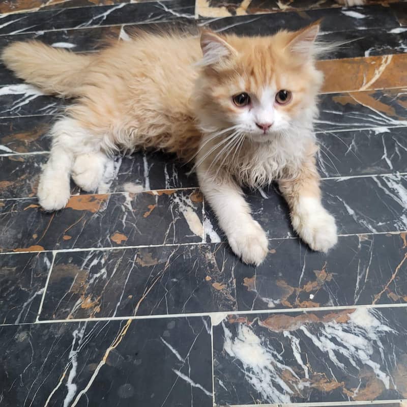 3 Months Kitten 0