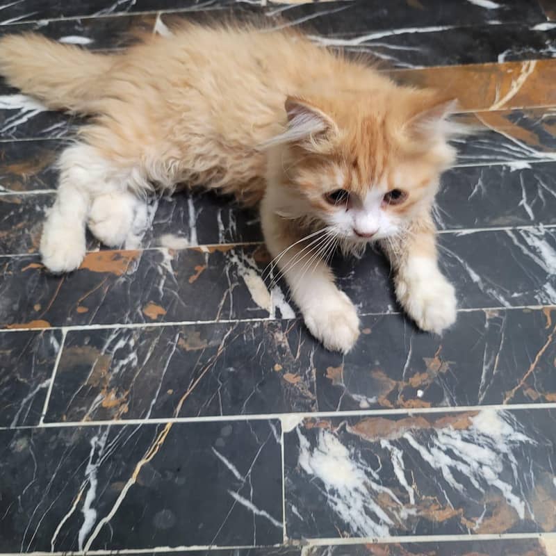3 Months Kitten 1