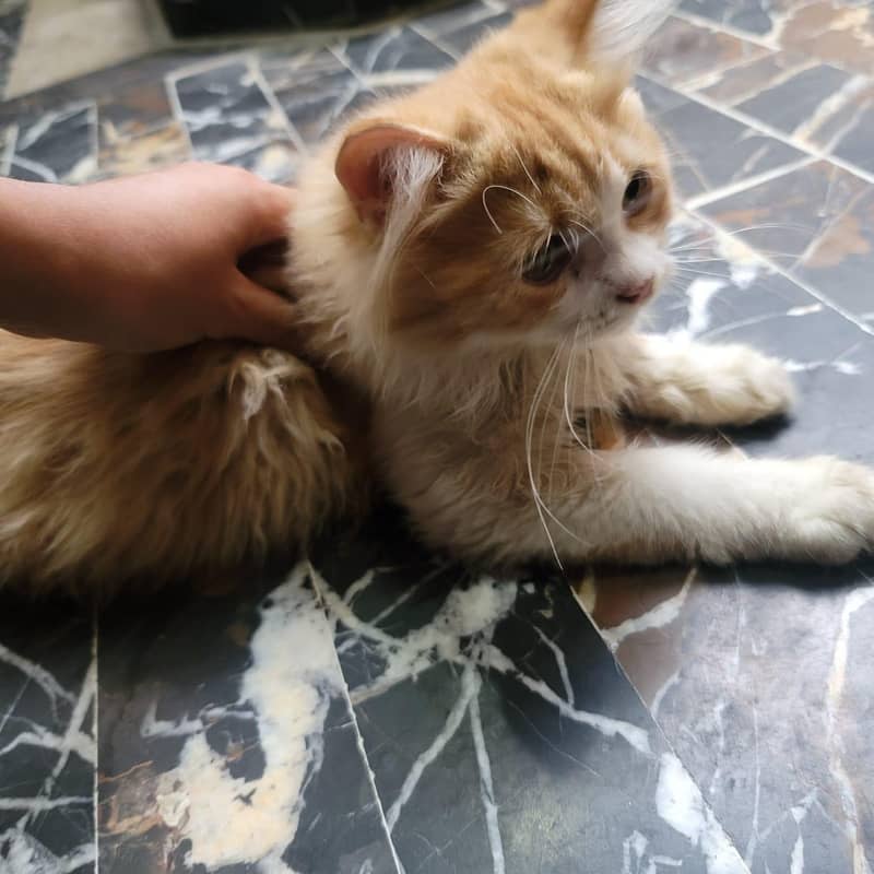3 Months Kitten 2