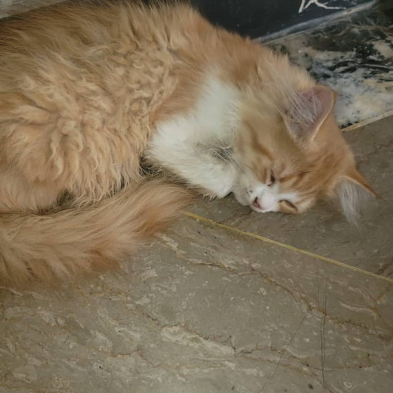 3 Months Kitten 3