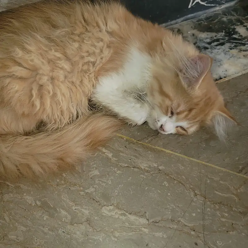 3 Months Kitten — photo 4