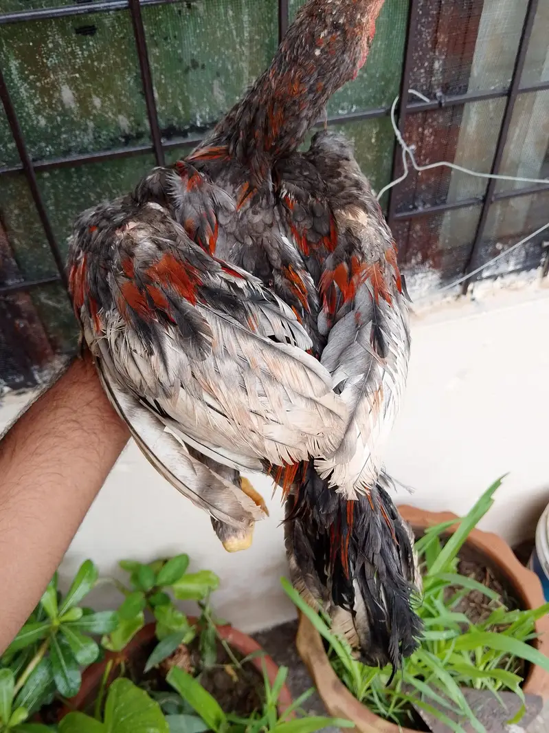 Lakha mushka Sindhi aseel jawa murga  patha male long height — photo 4