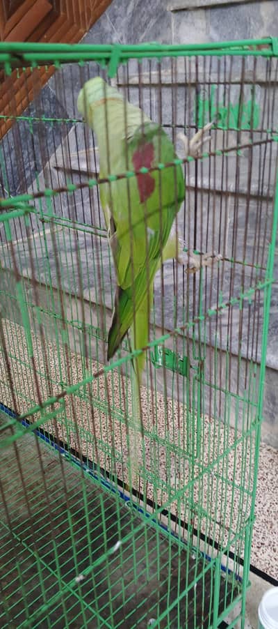 Raw Parrot