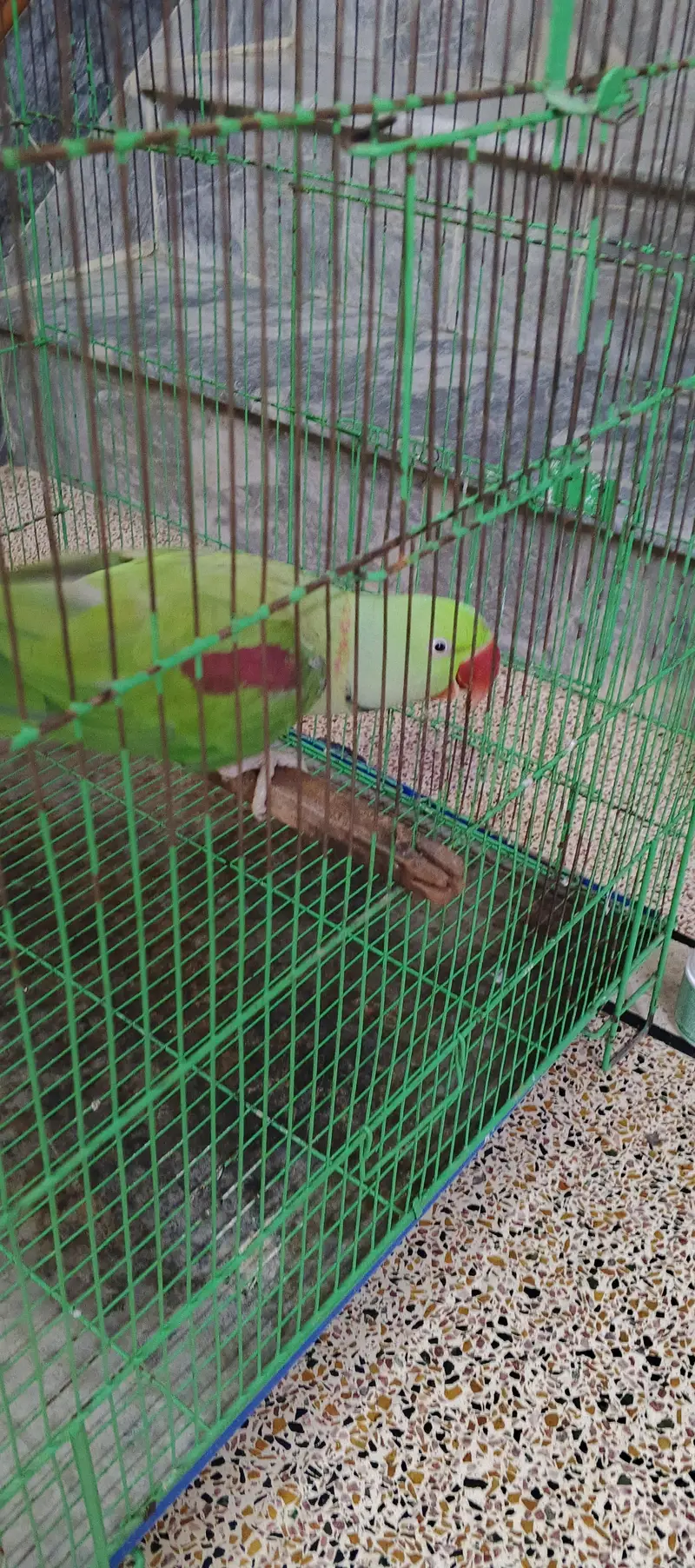 Raw Parrot — photo 2