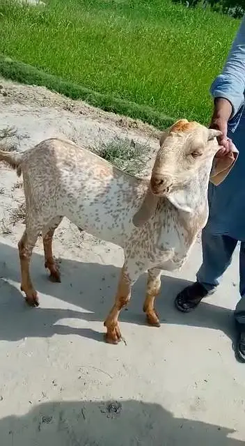 Makkah Chini Bakra For Sale _ O31O2729869 /