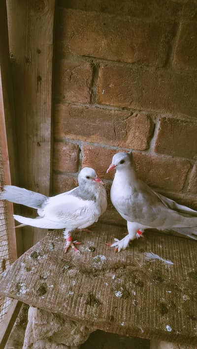 silver ka pair hai aur black wala male