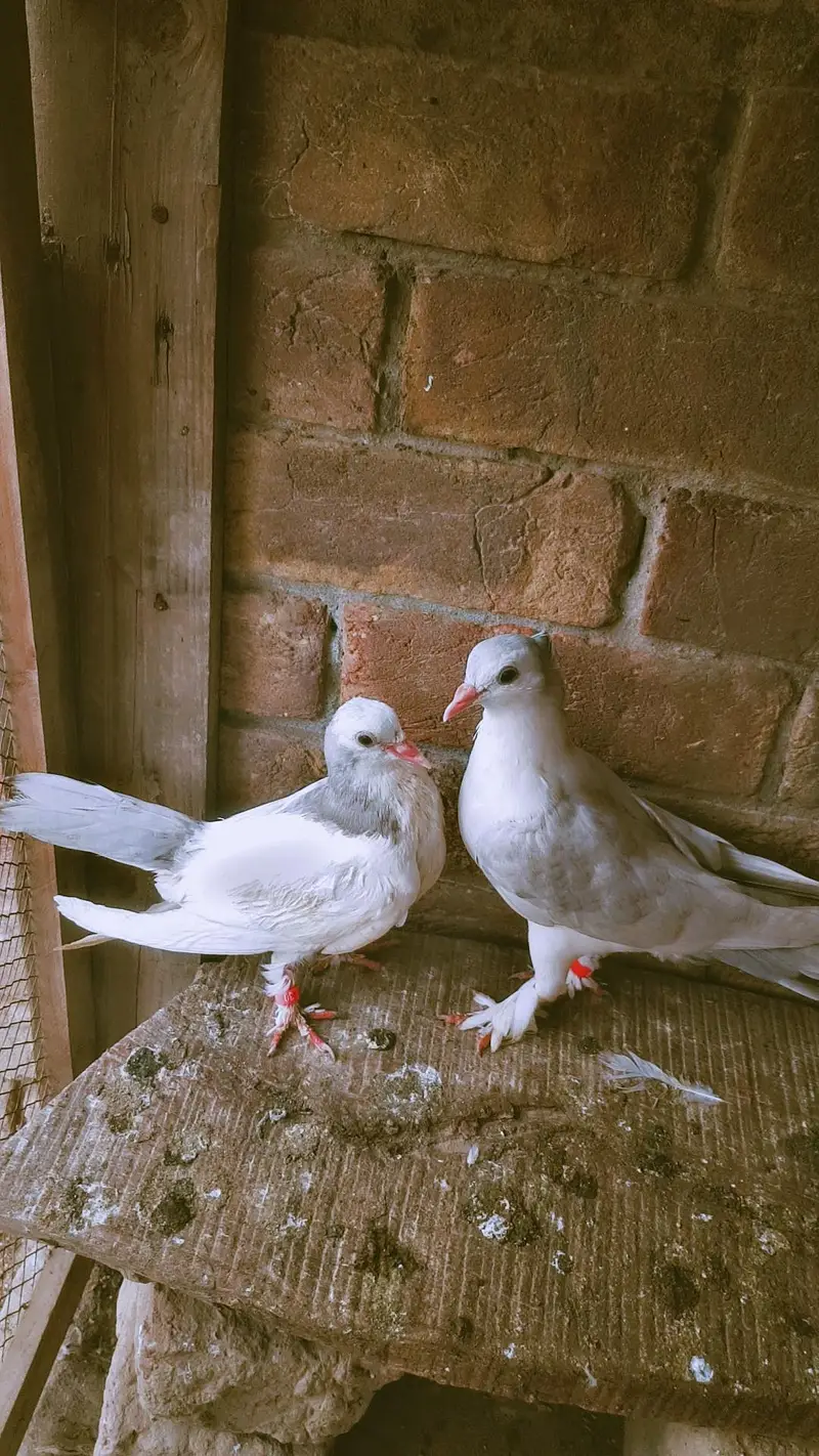 silver ka pair hai aur black wala male argent sale