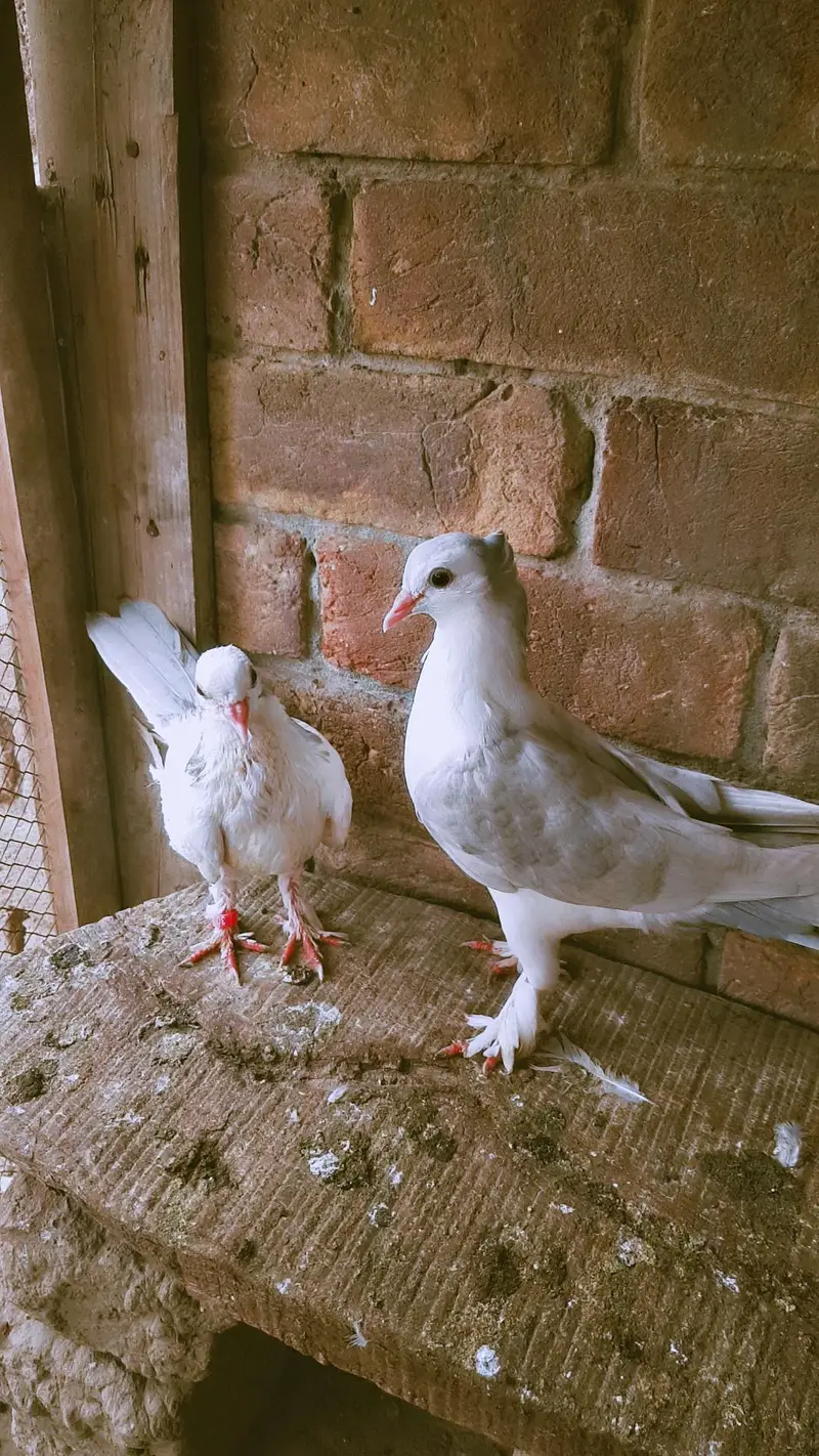 silver ka pair hai aur black wala male argent sale — photo 7