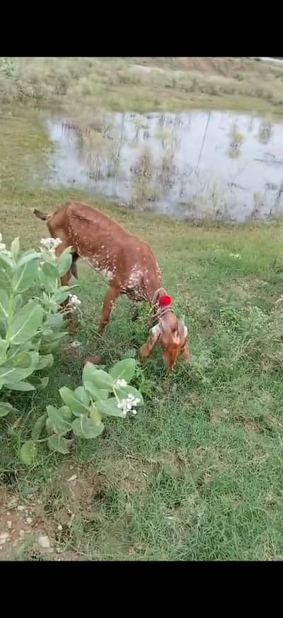 Beautiful Pregnant Beetal Goats for Sale