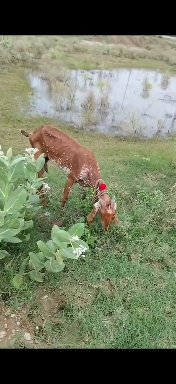 Beautiful Pregnant Beetal Goats for Sale