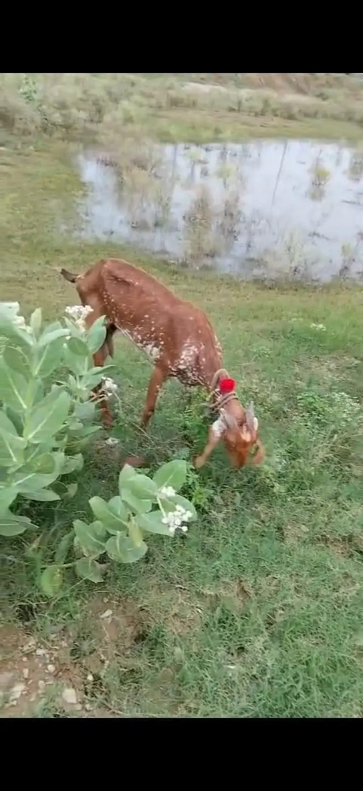 Beautiful Pregnant Beetal Goats for Sale — photo 2