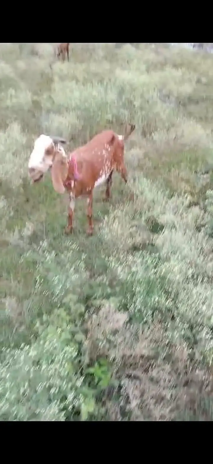 Beautiful Pregnant Beetal Goats for Sale — photo 3