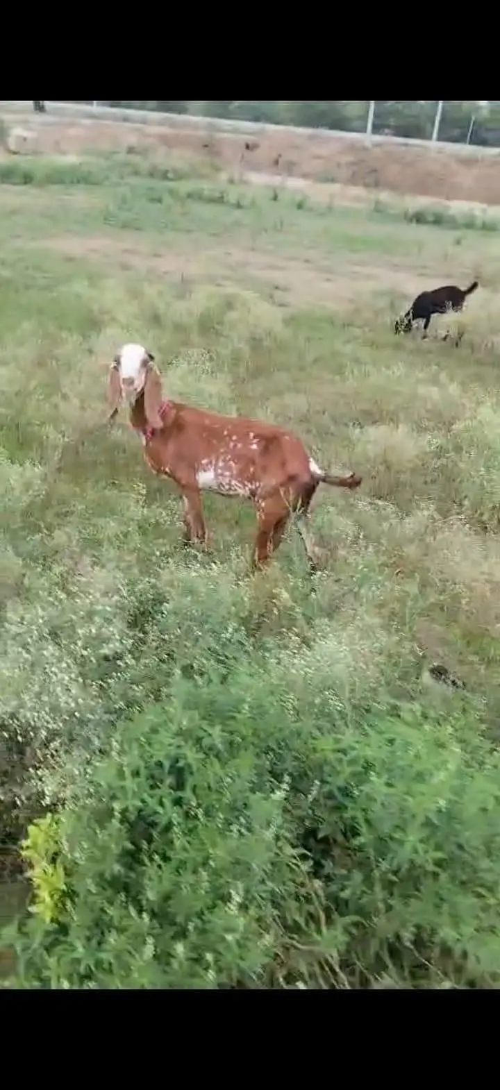 Beautiful Pregnant Beetal Goats for Sale — photo 4