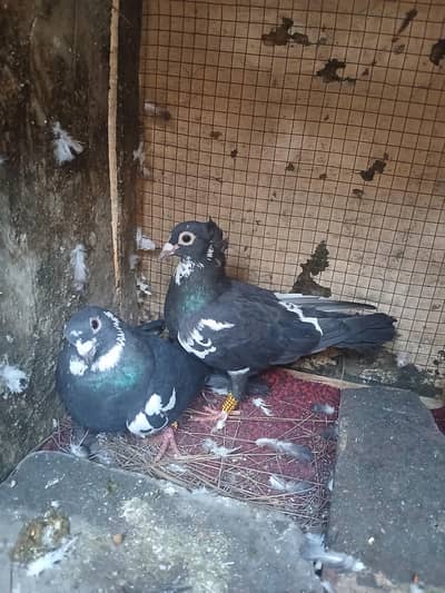 Black jogiya 03234548119