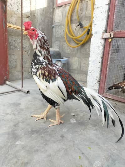 Top Quality Aseel cheena Morga for sale Whatsapp no 03413232265