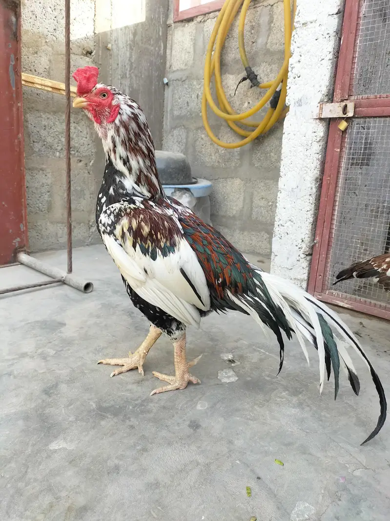 Top Quality Aseel cheena Morga for sale Whatsapp no 03413232265