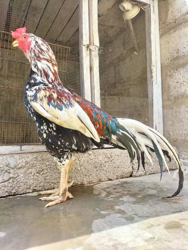 Top Quality Aseel cheena Morga for sale Whatsapp no 03413232265 — photo 2