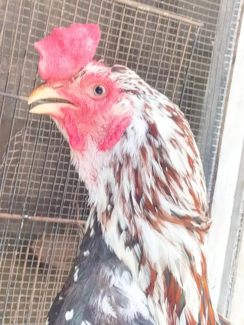 Top Quality Aseel cheena Morga for sale Whatsapp no 03413232265 — photo 3