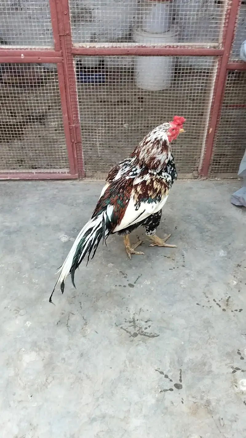 Top Quality Aseel cheena Morga for sale Whatsapp no 03413232265 — photo 4